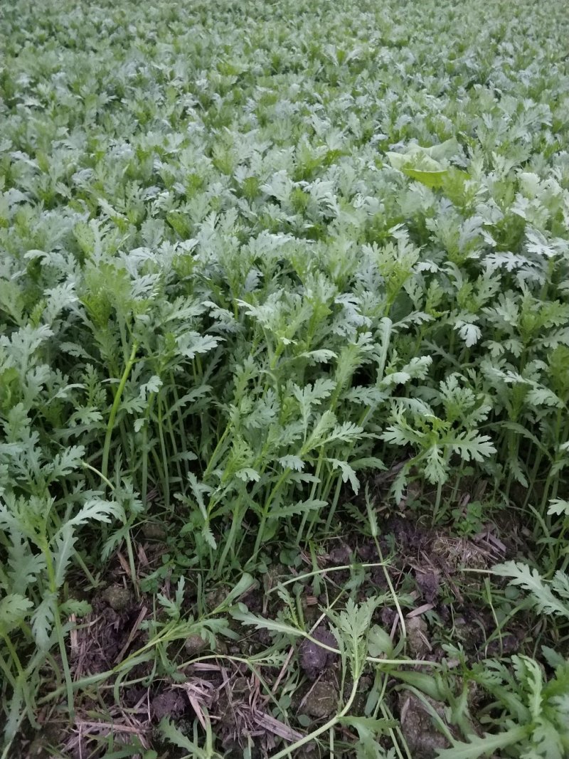 小叶光杆茼蒿菜