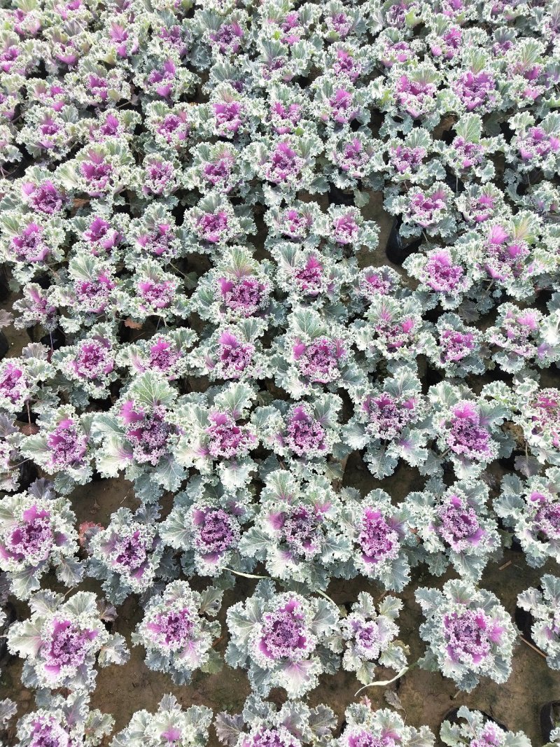 冬季橄榄，色彩鲜艳