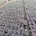 冬季橄榄，色彩鲜艳