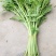 小叶光杆茼蒿菜