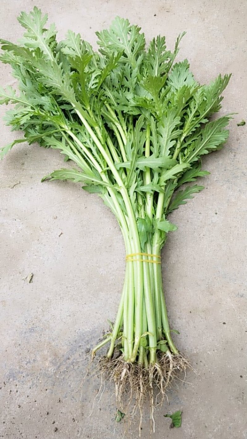小叶光杆茼蒿菜