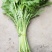 小叶光杆茼蒿菜