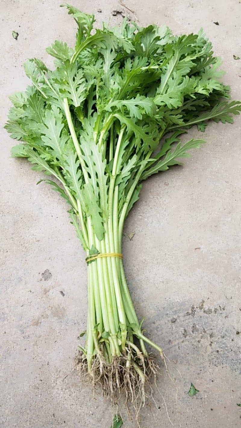 小叶光杆茼蒿菜