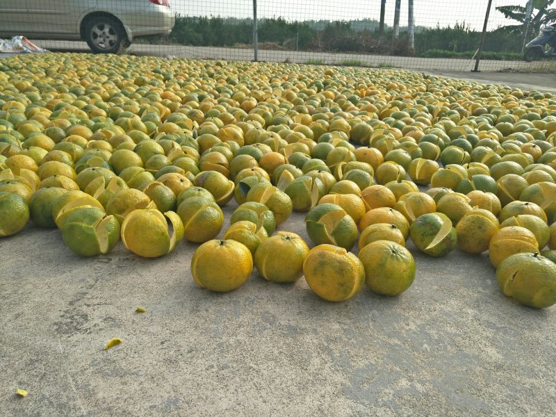品质陈皮24小时在线产地直发正品保障尽在农产品电商平台