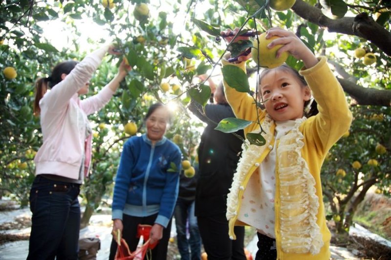 胡柚（常山县）。今年第一批鲜果上市啦！伙伴们欢迎订购啊！