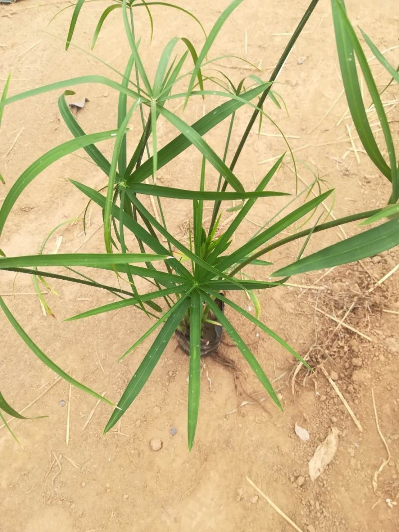 旱伞草