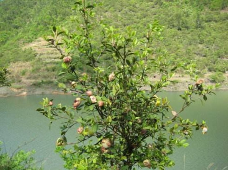 .茶籽油（衢州）