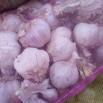 紫皮蒜
