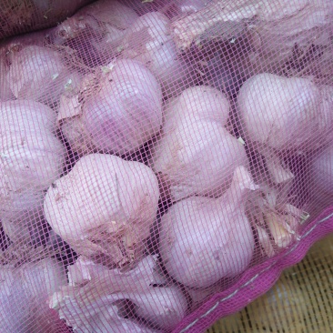 紫皮蒜