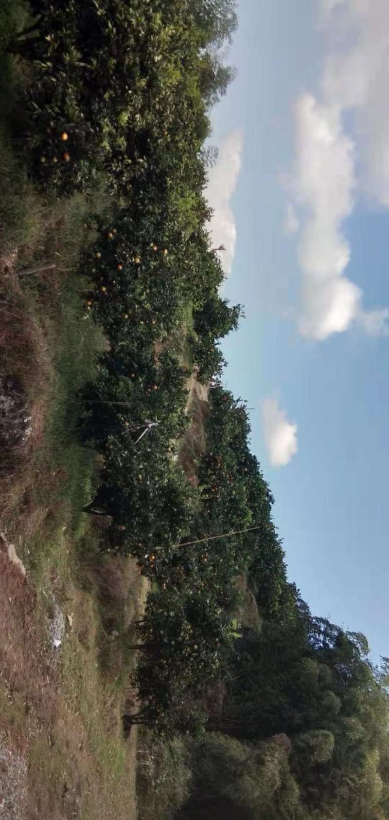 脐橙7-9cm