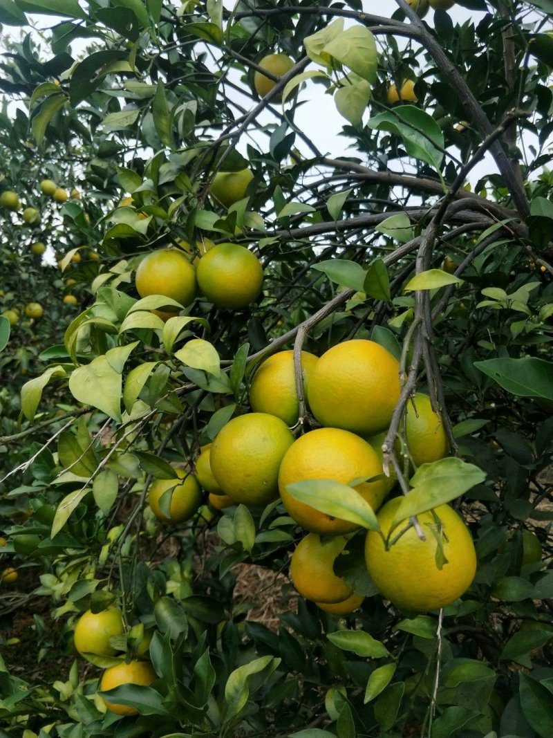 红江橙65~70mm
