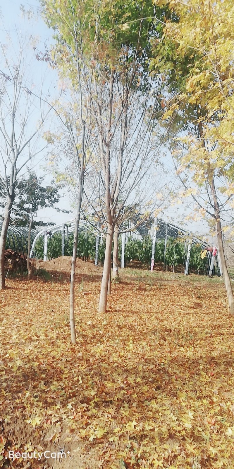 10-18公分五角枫，有要的老板联系了