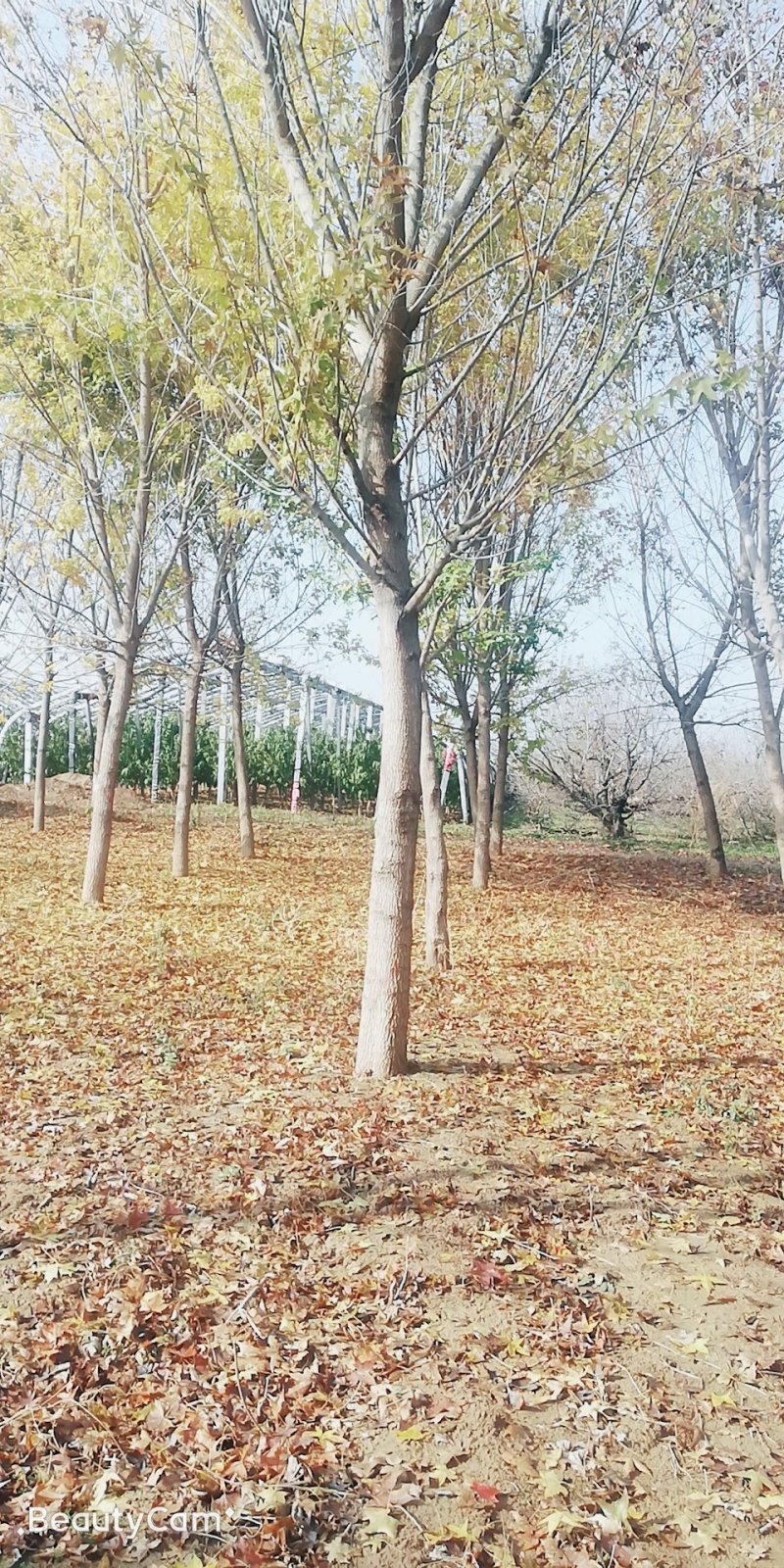 10-18公分五角枫，有要的老板联系了