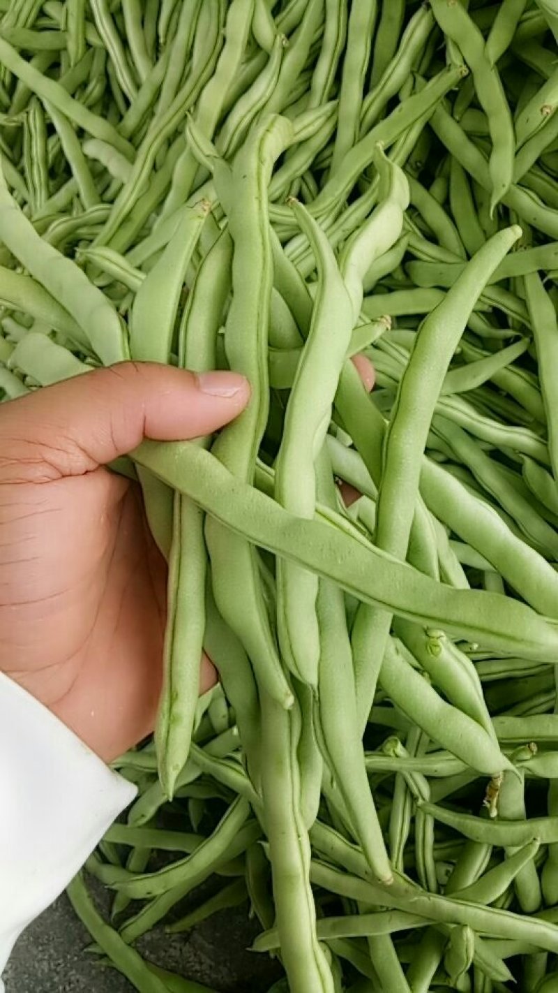 四季豆，豆角，青豆。大量上市四季豆。新苗上市