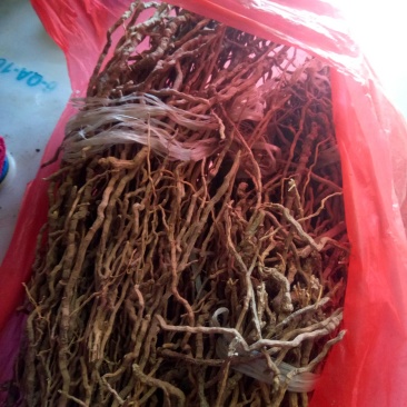 野生远志，甘肃关山特产。