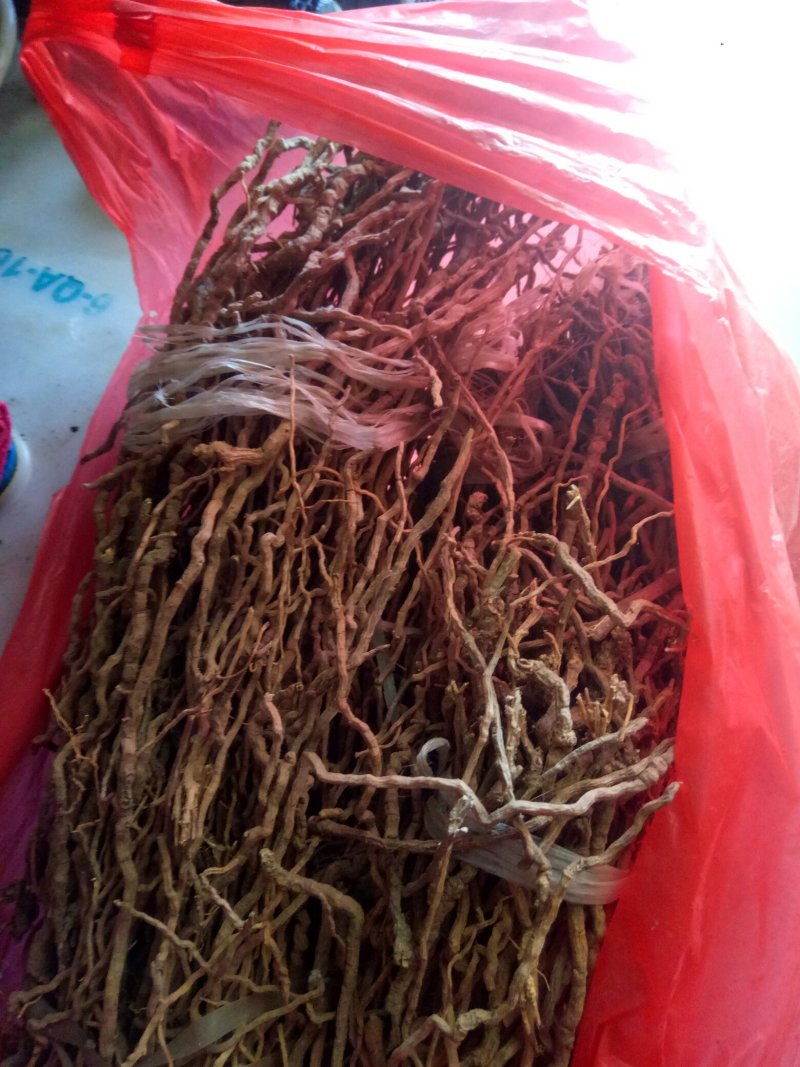 野生远志，甘肃关山特产。