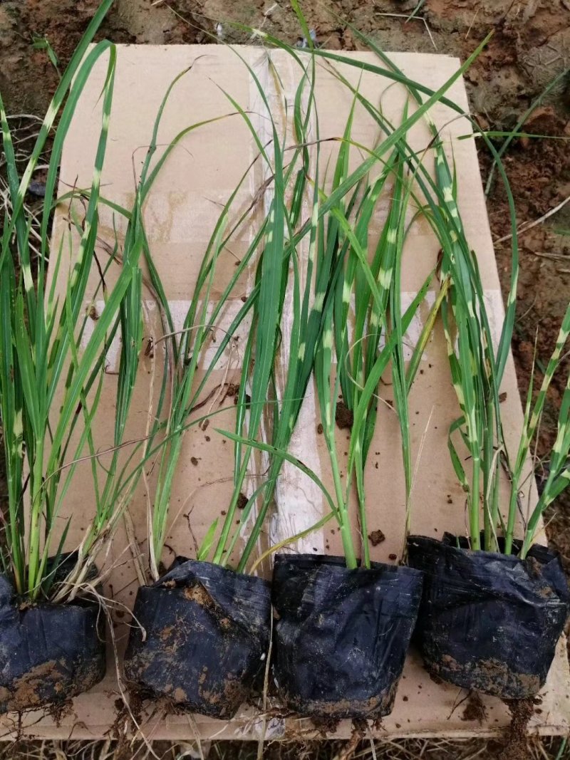 斑叶芒，花叶芒，晨光芒。草生植物齐全，常年销售各种绿化苗