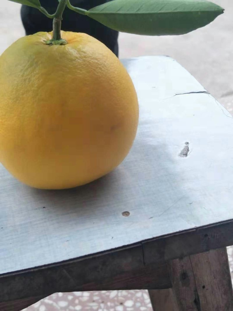 开州脐橙产地大量上市对接全国市场电商