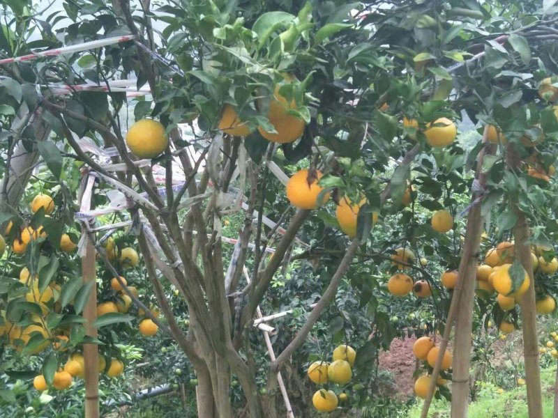 开州脐橙产地大量上市对接全国市场电商