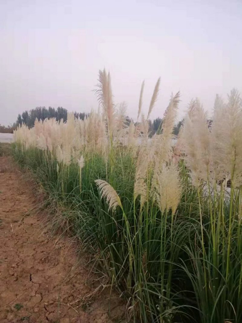 矮蒲苇，基地直销，常年供应各种绿化苗木。