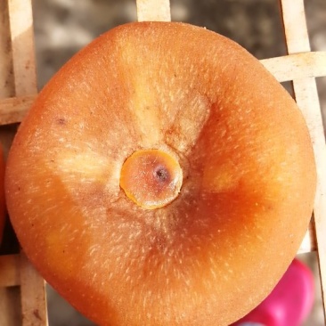 广西桂林柿饼，恭城柿饼月柿