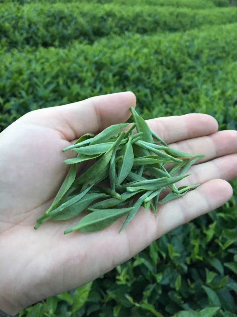 聚香园福鼎白茶白牡丹