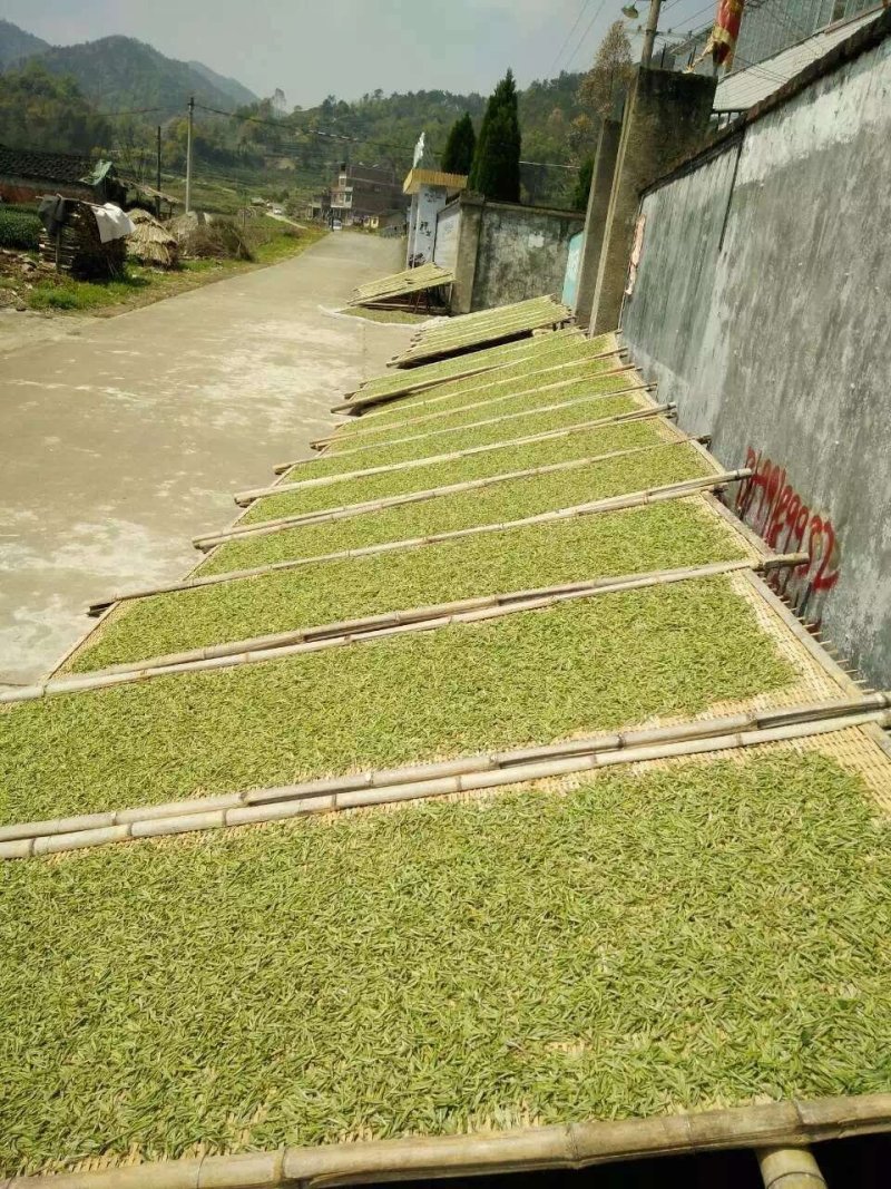 聚香园福鼎白茶白牡丹