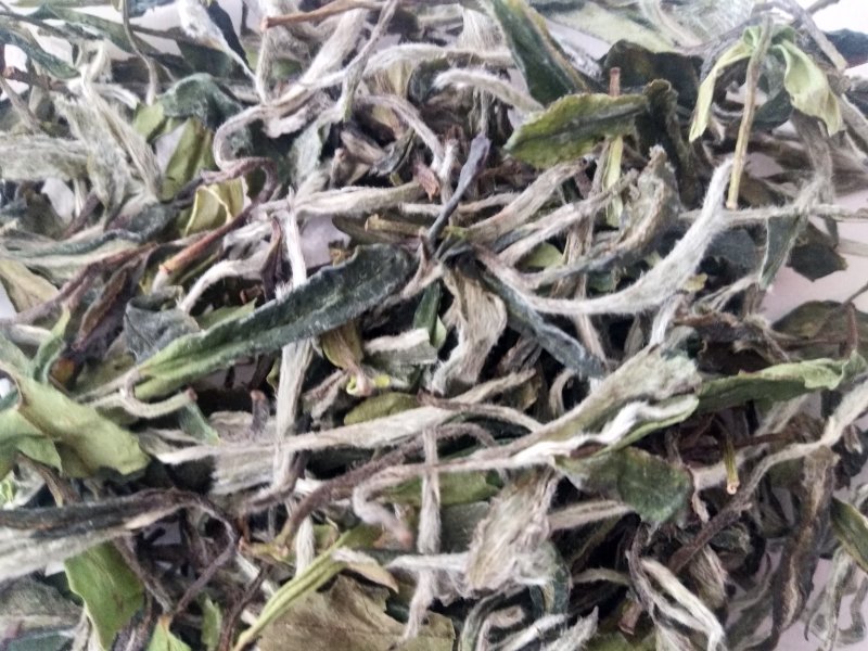 聚香园福鼎白茶白牡丹