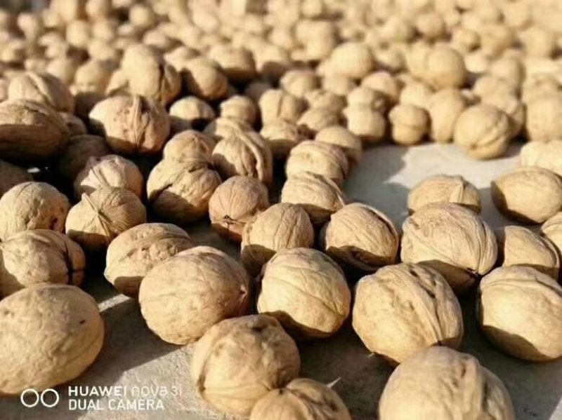 185纸皮干核桃