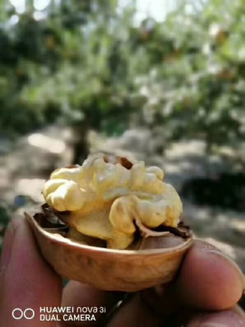185纸皮干核桃