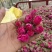 玫瑰花茶