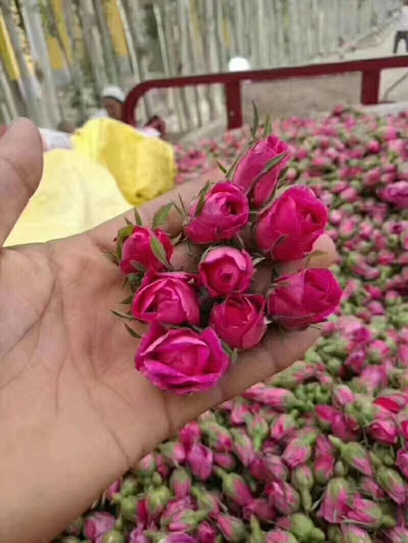 玫瑰花茶