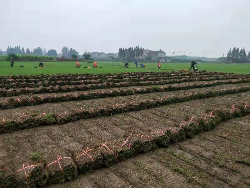 果园中使用草铵膦混合除草剂后的现场图