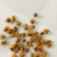 河南省精品野菊花干净无杂质无杂草纯颗粒