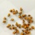 河南省精品野菊花干净无杂质无杂草纯颗粒