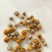 河南省精品野菊花干净无杂质无杂草纯颗粒