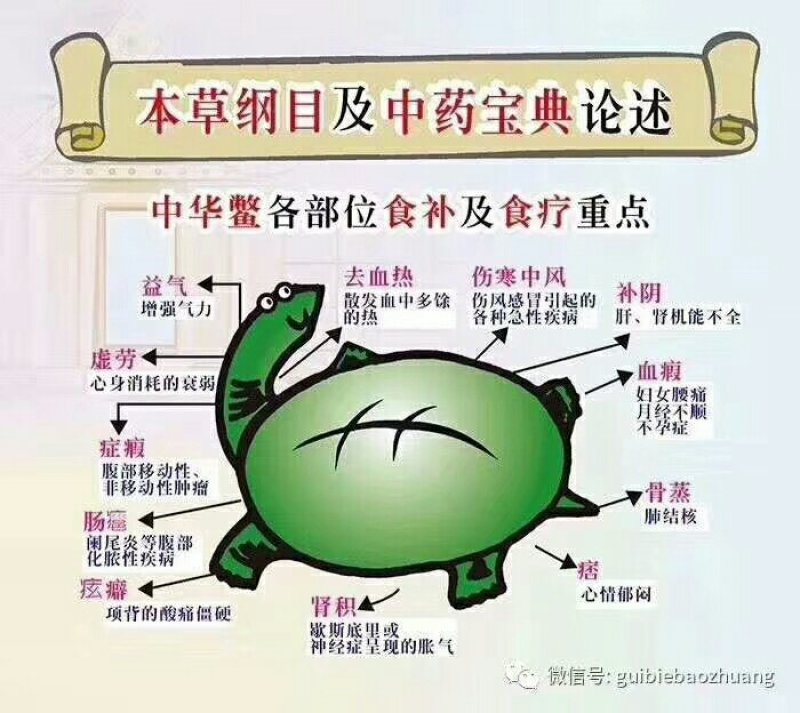 野生甲鱼✔