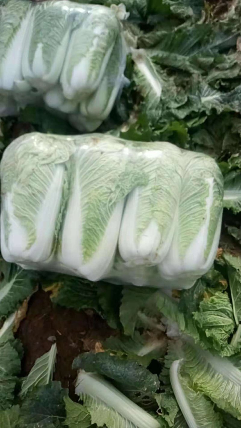 白菜