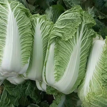 白菜