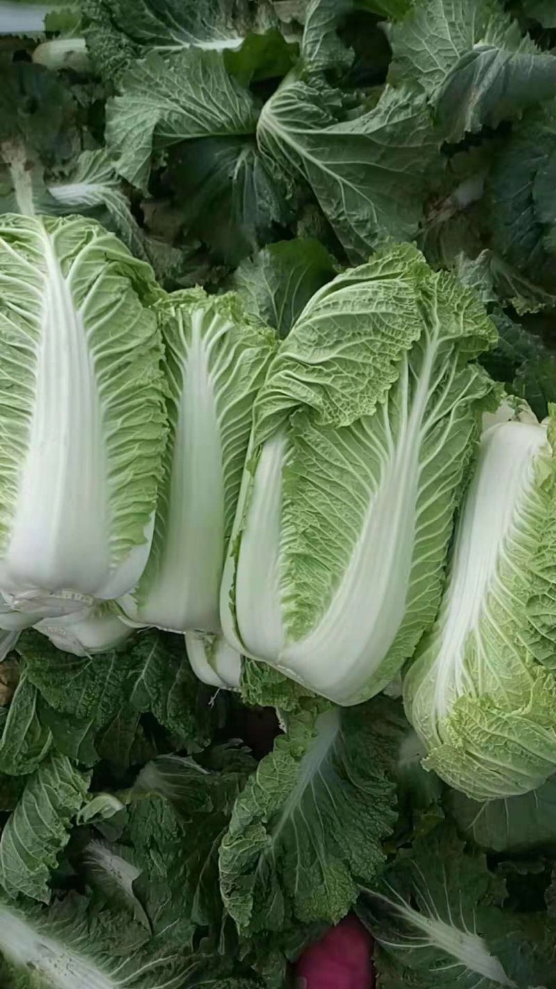 白菜