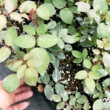 精品欧洲月季小苗