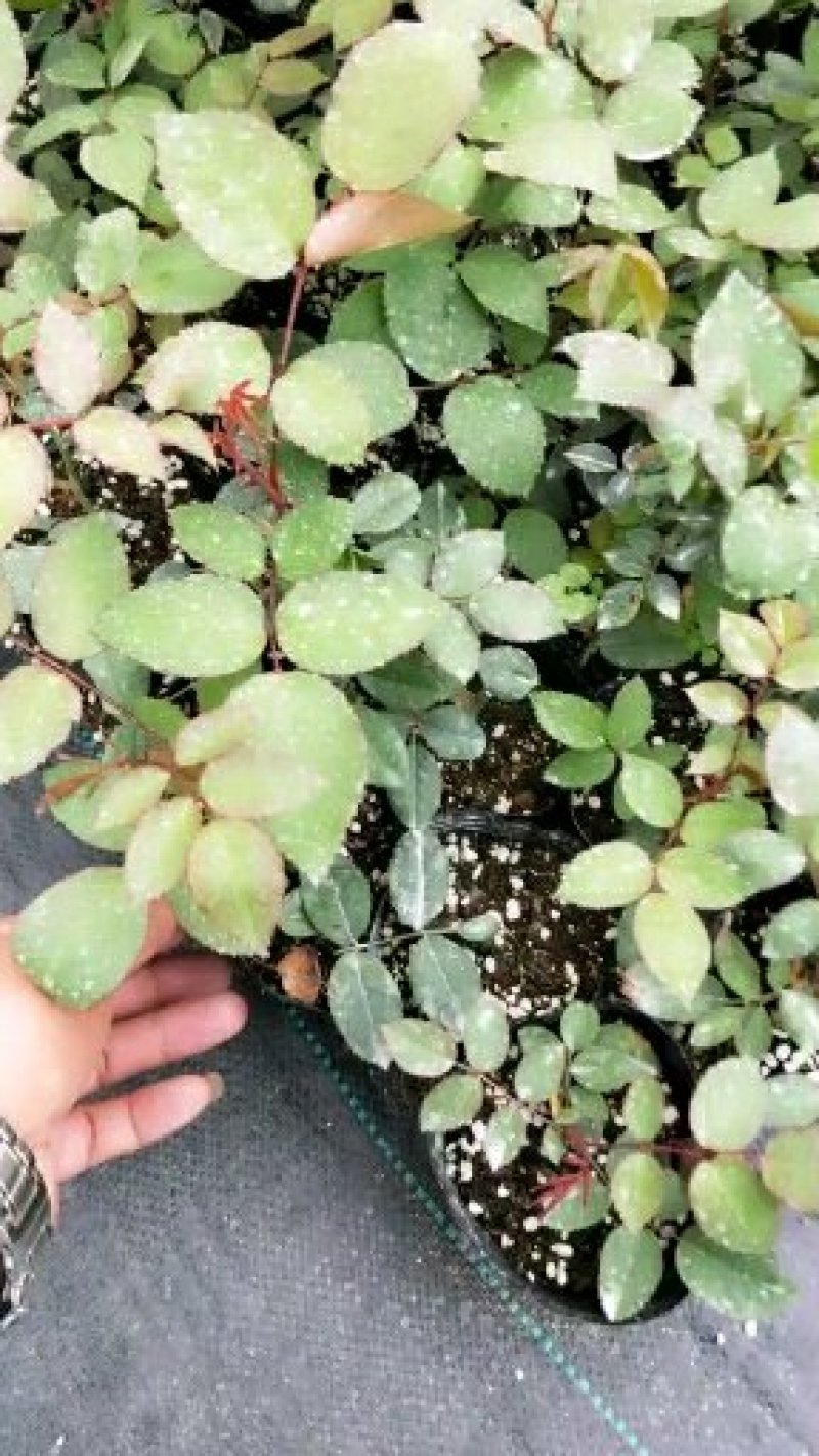 精品欧洲月季小苗