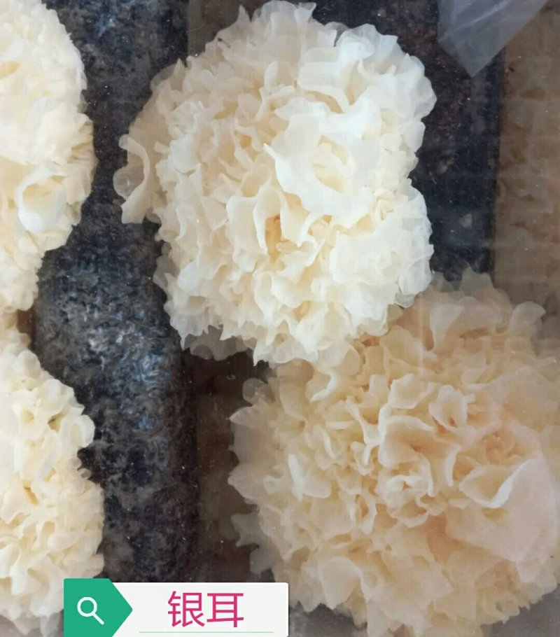 银耳菌种，母种，原种，栽培种