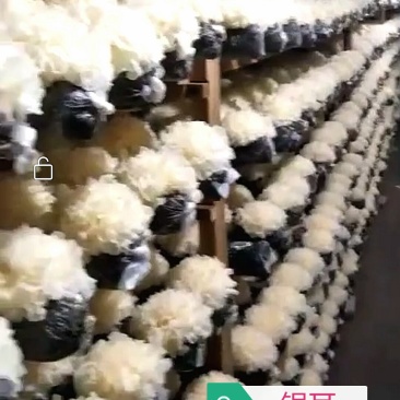 银耳菌种，母种，原种，栽培种