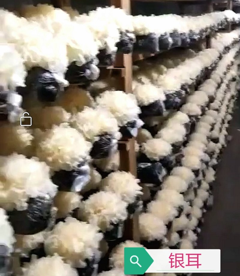 银耳菌种，母种，原种，栽培种