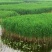 芦苇芦苇苗绿化植物批发基地河道治理公园绿化