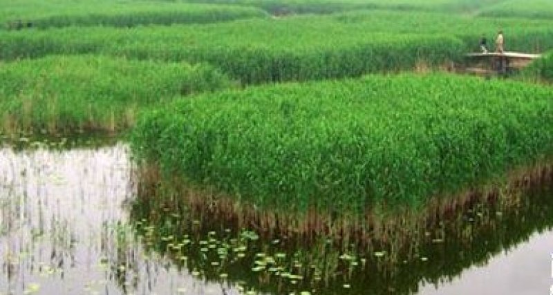 芦苇芦苇苗绿化植物批发基地河道治理公园绿化