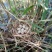 芦苇芦苇苗绿化植物批发基地河道治理公园绿化