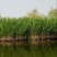 芦苇芦苇苗绿化植物批发基地河道治理公园绿化