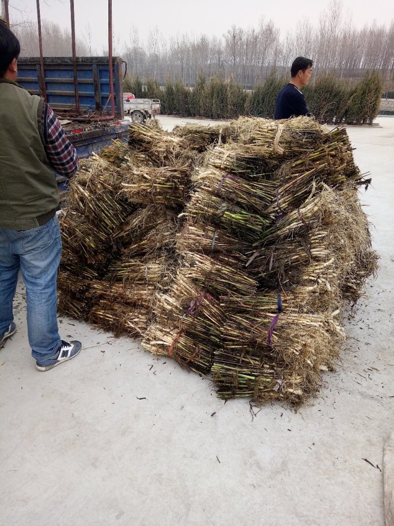 芦苇芦苇苗绿化植物批发基地河道治理公园绿化